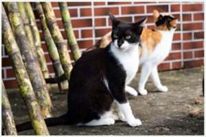 programa nacional de manejo de caes e gatos
